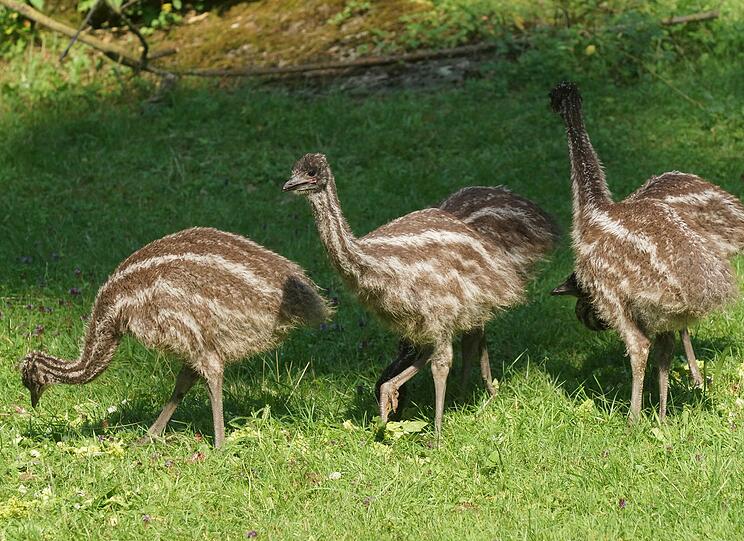 Mittlerweile sind die kleinen Emus knapp zweieinhalb Monate alt, und auf der Hellabrunner Gemeinschaftsanlage von Emus und Riesenkängurus ist einiges geboten