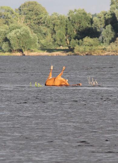 Die Behörden in Niedersachsen warnen vor einem mit
Milzbrand infizierten Kuh-Kadaver in der Elbe. Das im Landkreis
Stendal in Sachsen-Anhalt in den Fluss gestürzte Tier treibe derzeit
möglicherweise durch den Landkreis Lüchow-Dannenberg, sagte eine
Sprecherin am Donnerstag.