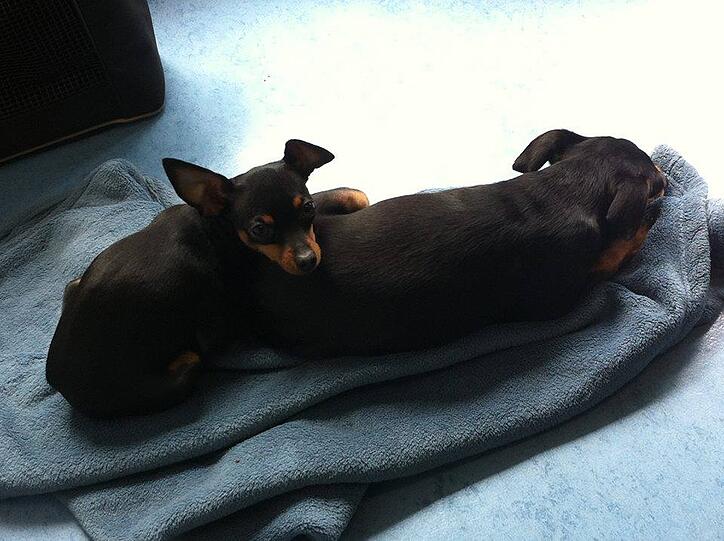 Suri mit ihrem Hunde-Gefährten Diego.