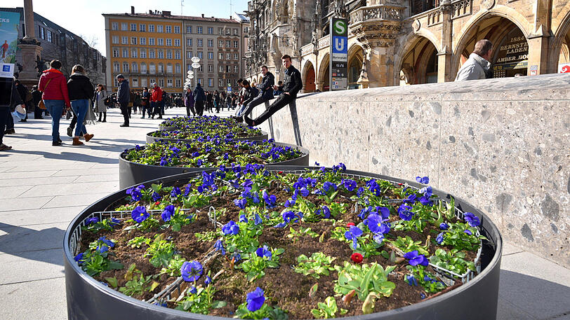 Die Stadt hat neue Pflanztröge am Marienplatz errichtet. Die Bilder.