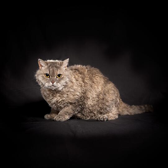 Haben Sie schon mal ein Plüschtier laufen sehen? Diesen Eindruck bekommt man, wenn man erstmals eine Selkirk Rex sieht. Ihr lockiges Fell, das kurz- oder langhaarig sein kann, ist so kuschelig, wie es aussieht. Anders als bei Cornish oder Devon Rex wird das Rex-Gen (verantwortlich für die Locken) bei dieser Rasse dominant vererbt.
