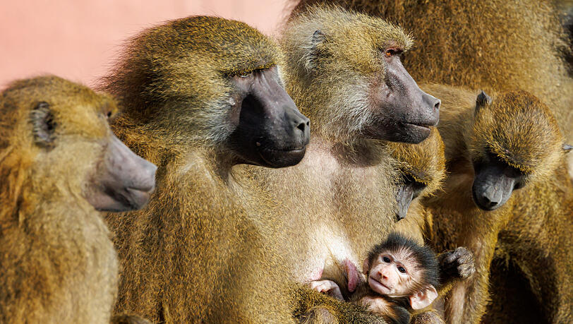 Mehrere Guinea-Paviane. Einige müssen getötet werden, um die Art als solche zu bewahren. Mehrere Guinea-Paviane. Einige müssen getötet werden, um die Art als solche zu bewahren.