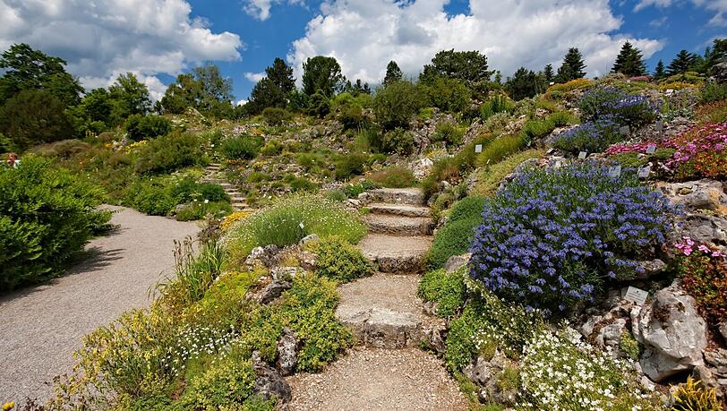So wild kann es im Botanischen Garten aussehen. So wild kann es im Botanischen Garten aussehen.