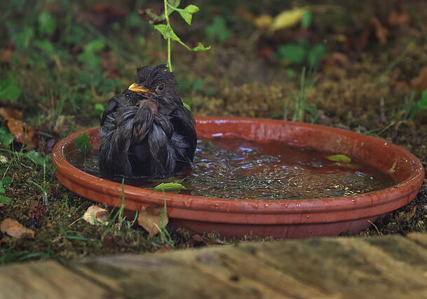 Eine Amsel erfrischt sich in einem Garten in einer Wasserschale. So eine l&auml;sst sich auch auf dem Balkon aufstellen.
