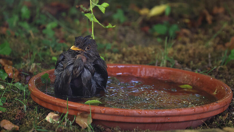 Eine Amsel erfrischt sich in einem Garten in einer Wasserschale. So eine l&auml;sst sich auch auf dem Balkon aufstellen.