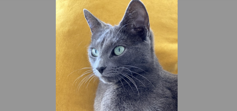 Myschka