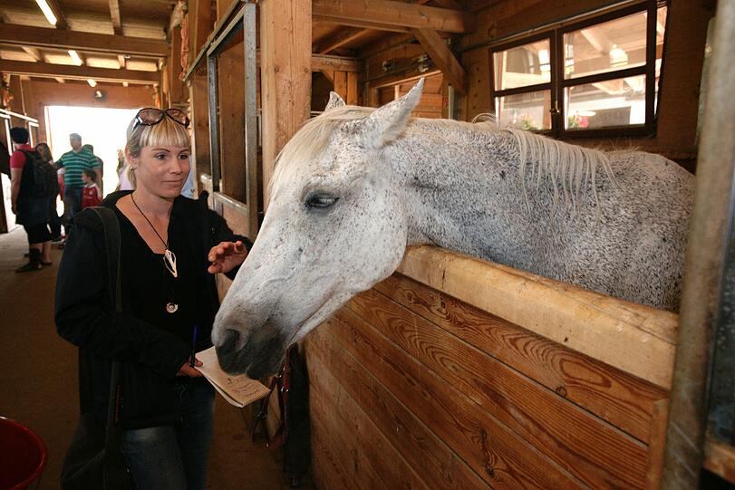 Auf "Gut Aiderbichl": Kuh Yvonne darf endlich die Freiheit genießen. Nach einer mehr als zehnwöchigen
Quarantäne im Stall darf der bayerische Sommerloch-Star, die Waldkuh
Yvonne, wieder an die frische Luft.