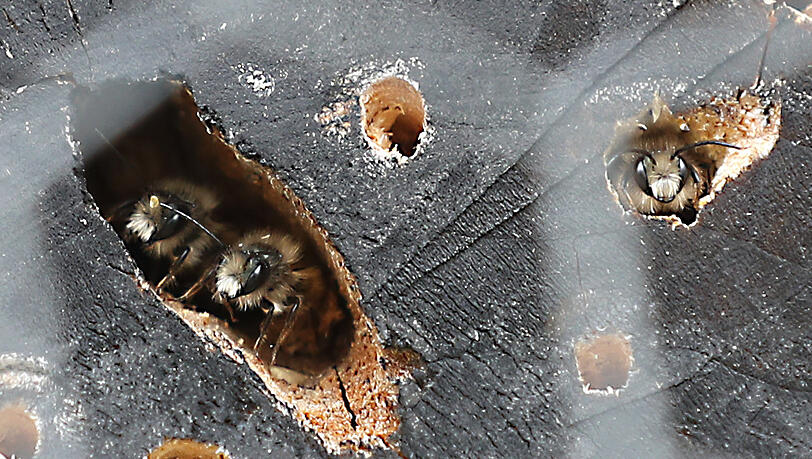 Zwei Bienen schauen aus einem Loch im Wildbienenhotel.