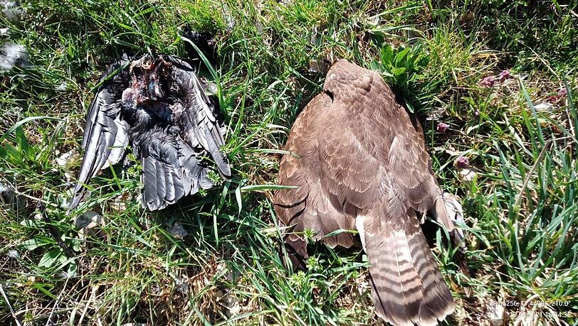 Zwei tote V&ouml;gel im oberbayerischen Landkreis Pfaffenhofen - auch sie k&ouml;nnten vergiftet worden sein. (Archivbild)