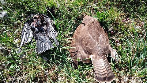 Zwei tote V&ouml;gel im oberbayerischen Landkreis Pfaffenhofen - auch sie k&ouml;nnten vergiftet worden sein. (Archivbild)