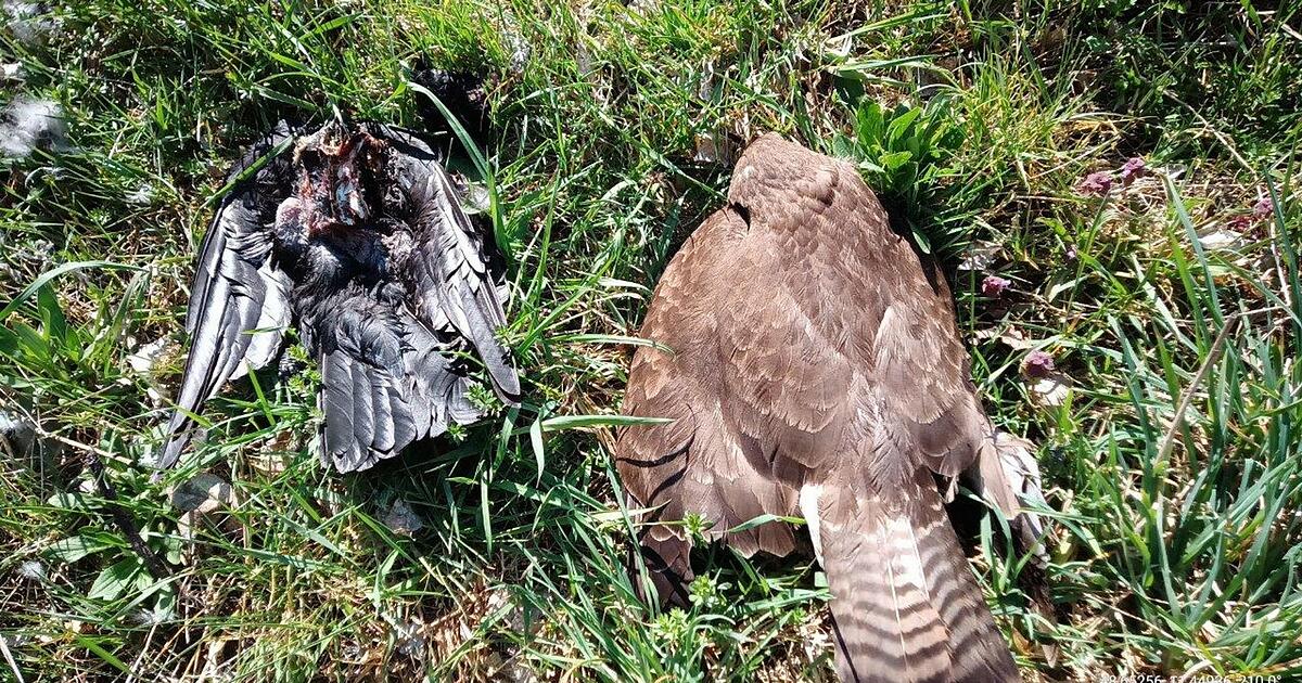 Zahl-get-teter-Greifv-gel-in-Bayern-angestiegen