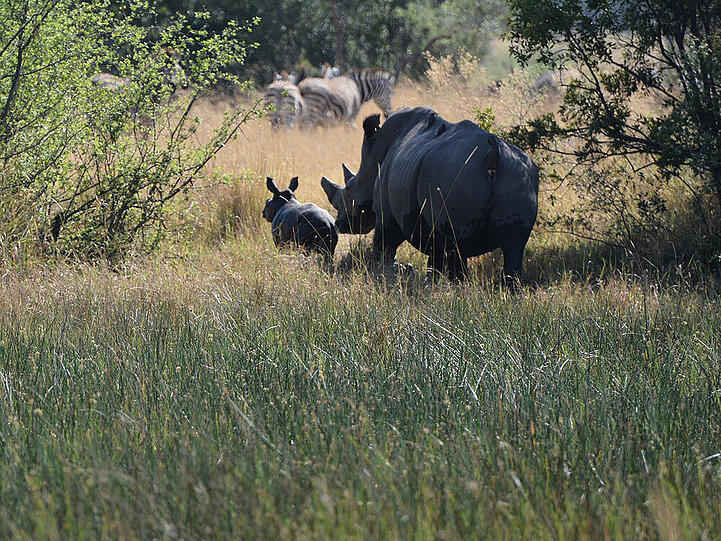 Geboren in Botswana: Nashorn-Baby mit Nashorn-Mama