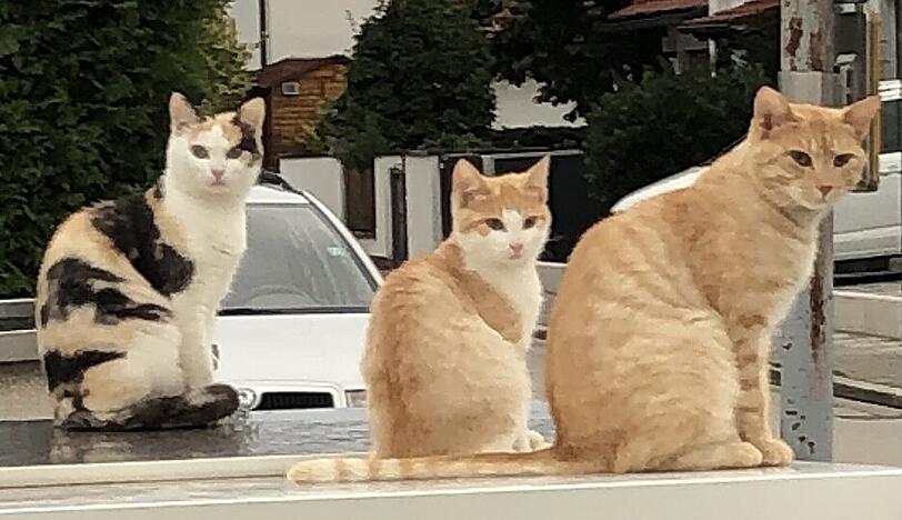 Loki, Pepa und Gusi