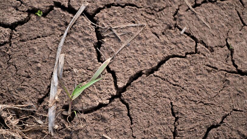 Statt in sattes Grün gekleidet haben viele Felder in Bayern im diesjährigen Frühling lange so ausgeschaut (Archivbild).
