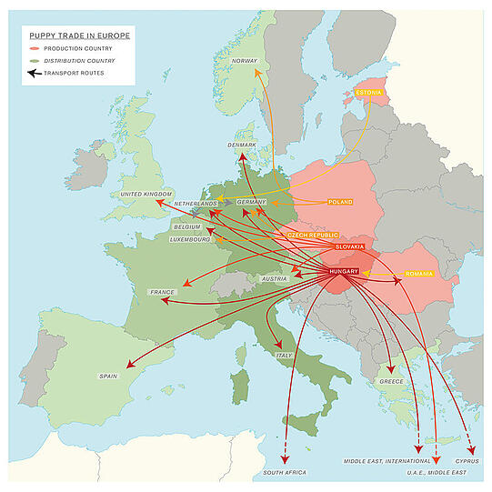 Die Grafik zeigt die Wege des Welpenhandels: wo die jungen Hunde gezüchtet und wo sie verkauft werden.