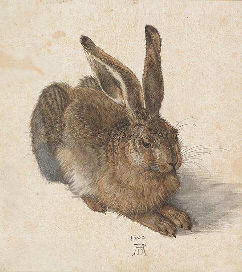 Werke von Albrecht Dürer in der Wiener Albertina.
