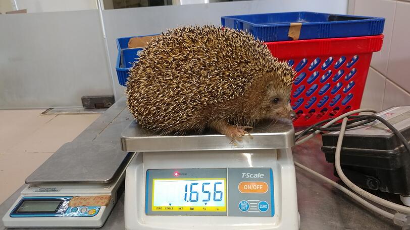 Igel "Sherman" muss dringend abspecken!