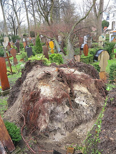 Selbst die stattliche Wurzel hat diesen Baum nicht halten können.