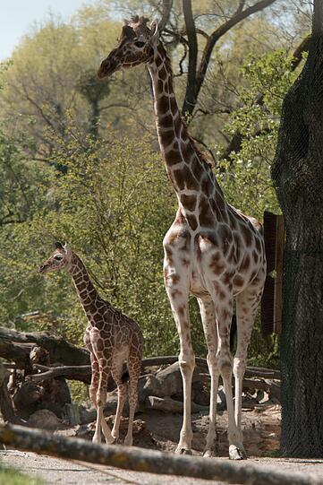 Ein zuckersüßes Giraffenbaby wartet im Tierpark Hellabrunn auf Besucher. Zwei Wochen ist es gerade alt. Hier gibt's schon mal die nettesten Fotos von dem putzigem Tierchen.