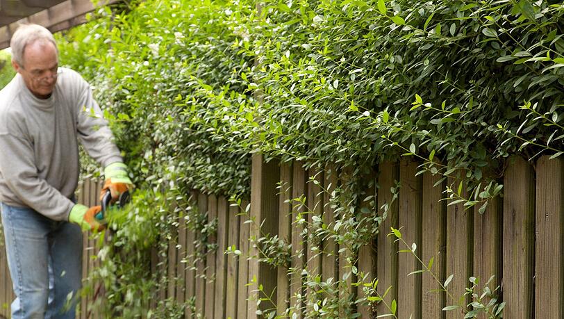 In Fahrenzhausen ist eine Streit über den Schnitt einer Hecke eskaliert. (Symbolfoto) In Fahrenzhausen ist eine Streit über den Schnitt einer Hecke eskaliert. (Symbolfoto)