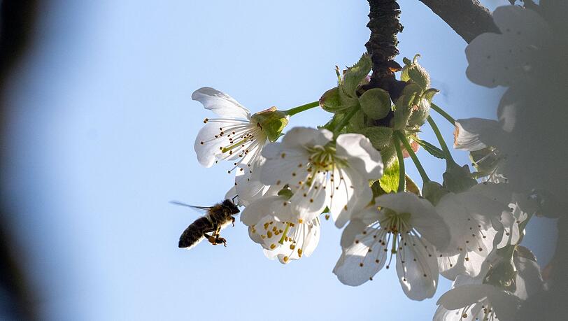 Die Kirschbl&uuml;te in Franken ist noch in vollem Gange. (Archivbild)