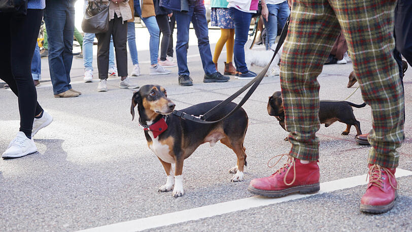 Die Dackel-Parade am Sonntag: Viele kurze Beine sind bei bestem Gassi-Wetter durch die Stadt gezogen.