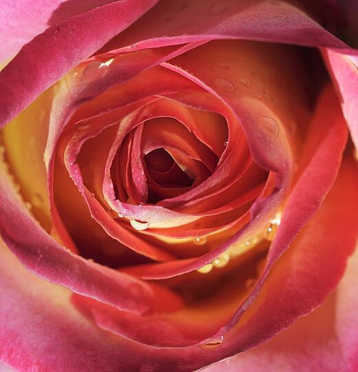 "Rosenmohn - Mohnrosen": Die Fotografin setzt rote Blumen gekonnt in Szene.