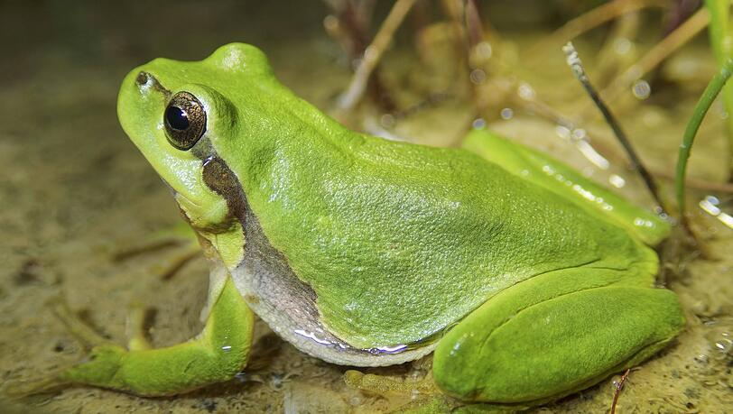 Ein Laubfrosch auf einem Archivbild.
