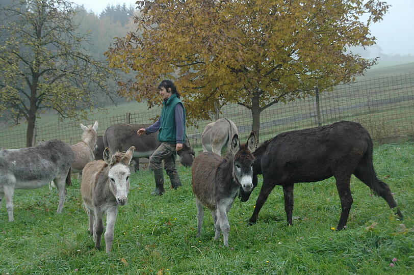 Tierliebe Menschen werden gesucht, die bereit sind, ein oder zwei Esel bei sich aufzunehmen und ihnen ein artgerechtes Leben zu bieten.