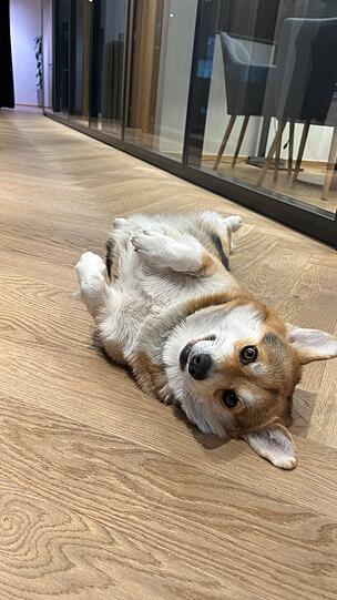 Corgi: Weil sie einfach goldig süss ist.