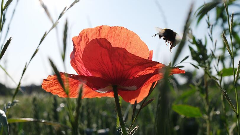 Pünktlich zum kalendarischen Sommeranfang an diesem Samstag steht Deutschland ein heißes Wochenende bevor.