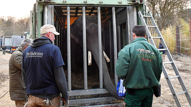 Nach Jahren in Leipzig und Hagenbeck ist Elefantenbulle Gajendra zurück im Tierpack Hellabrunn.
