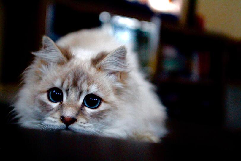 Flauschi