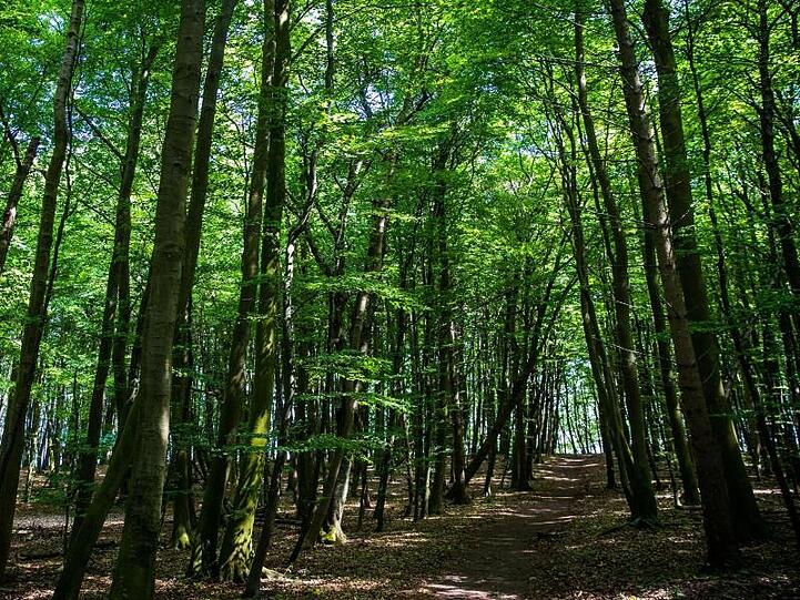 Der Wald eignet sich nur bedingt als Geldanlage, aber andere nachhaltige Investitionen haben deutlich an Bedeutung gewonnen.