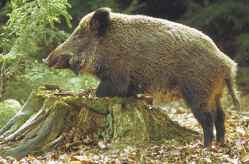 Ein Wildschwein an einem Baumstumpf: Rund um München vermehren sich die Tiere derzeit sehr stark.