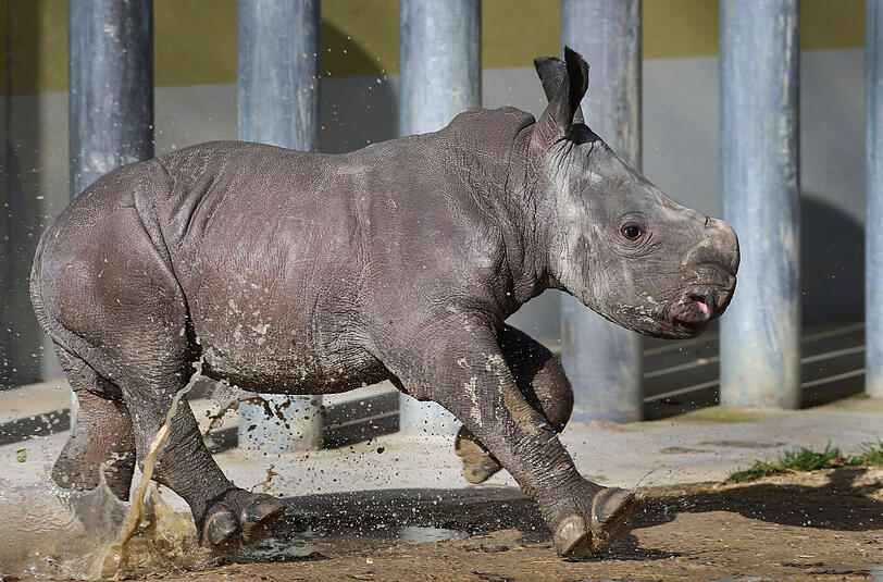 Nashornbaby Kibo bei seinem ersten Ausflug im Augsburger Zoo.