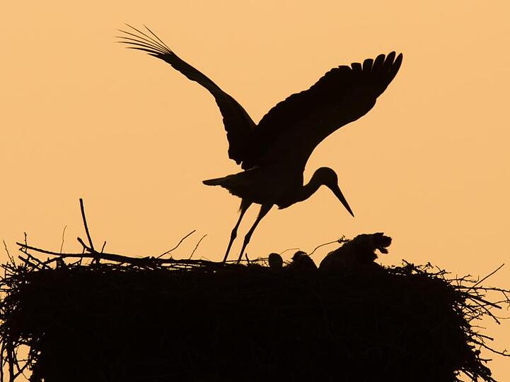 Ein Storch verlässt das Nest. Foto: Julian Stratenschulte/dpa/Symbolbild