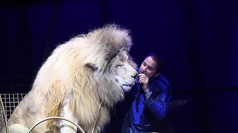 Der vielfach preisgekrönte "Mister-Raubtier-Champion" in Aktion: Martin Lacey Jr. schmust in der Circus-Krone-Manege mit seinen Raubtieren.