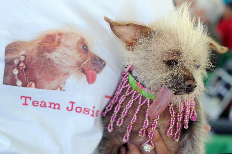 Diese Hündin heißt Josie (Hunderasse : Chinesischer Schopfhund)