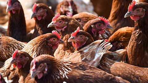 "Gack, gack, gack" - in Bayern leben schon fast genauso viele Hühner wie Menschen.