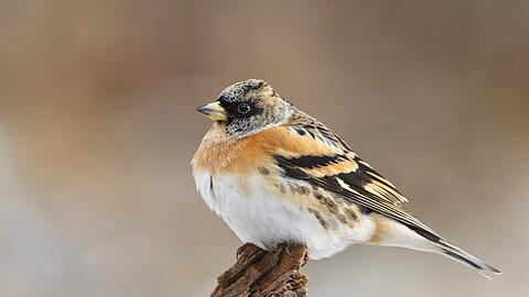 Bergfinken suchen gerne zusammen mit Buch- und Gr&uuml;nfinken das Futterh&auml;uschen auf.