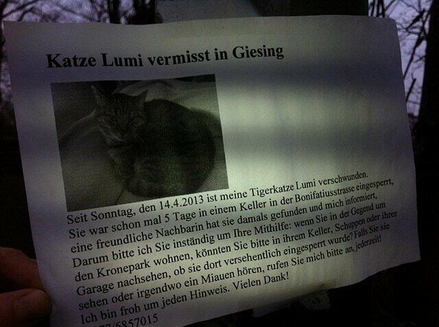 Der Aushang mit der vermissten Tigerkatze Lumi.