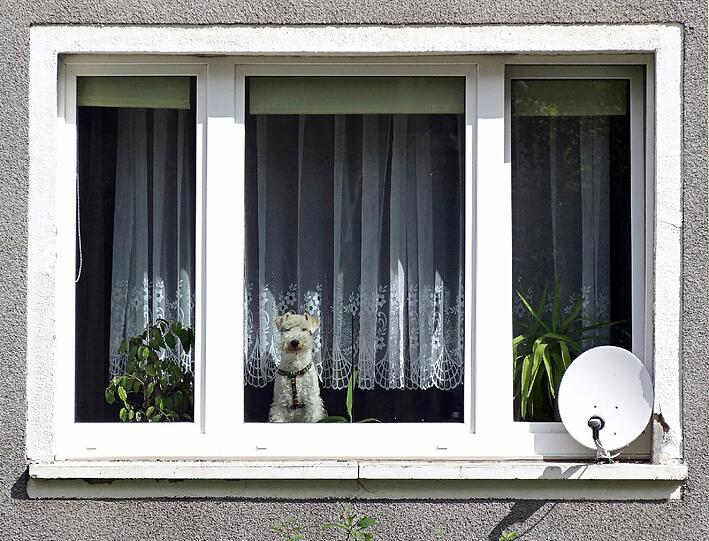 Laut einem Urteil des Bundesgerichtshofs vom 20.3. dürfen Vermieter Hunde und Katzen nicht mehr generell verbieten.
