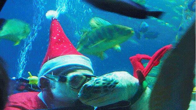 Gonzales war ganz wild auf den Unterwasser-Weihnachtsmann. Gonzales war ganz wild auf den Unterwasser-Weihnachtsmann.