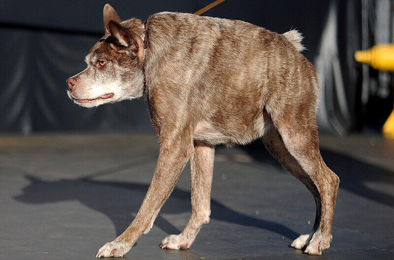 Pitbull-Schäferhund-Mix Quasi Modo ist zum "hässlichsten Hund der Welt 2015" gewählt worden. Er setzte sich gegen 26 andere tierische Teilnehmer durch.