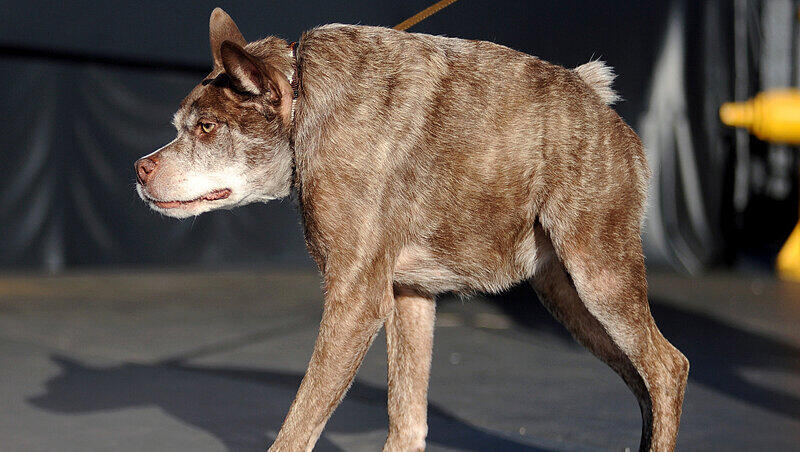 Pitbull-Schäferhund-Mix Quasi Modo ist zum "hässlichsten Hund der Welt 2015" gewählt worden. Er setzte sich gegen 26 andere tierische Teilnehmer durch. Pitbull-Schäferhund-Mix Quasi Modo ist zum "hässlichsten Hund der Welt 2015" gewählt worden. Er setzte sich gegen 26 andere tierische Teilnehmer durch.