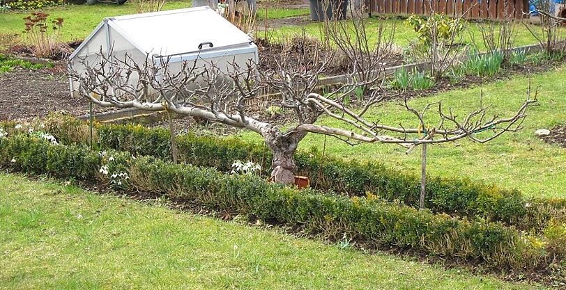AZ-Leser Djordje Matkovic hat in der Gartenlaube in Moosach die Frühlingsboten fotografiert. Die Bilder.