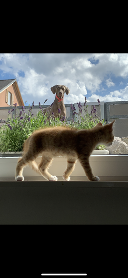 Hündin Heidi (Weimaraner) und Katze Mango