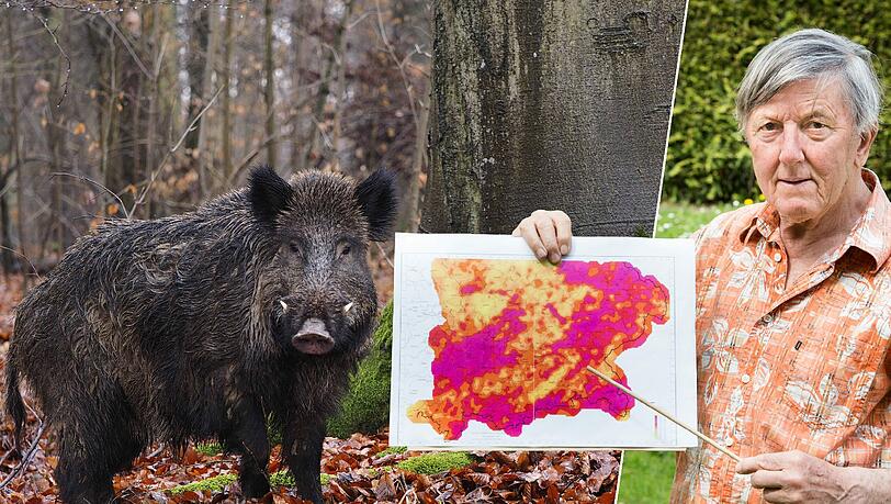 Helmut Rummel mit einer Karte von gemessener Radioaktivität in Bayern. Wildschweine nehmen bei ihrer Nahrungssuche besonders viel dieser Radioaktivität auf. Helmut Rummel mit einer Karte von gemessener Radioaktivität in Bayern. Wildschweine nehmen bei ihrer Nahrungssuche besonders viel dieser Radioaktivität auf.