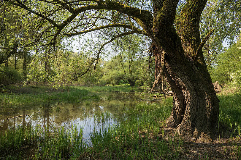 Ein typischer Anblick im Auwald der Isarmündung. Der lichte Wald mit Altwassern ist ein Paradies für Amphibien und Wasserinsekten.